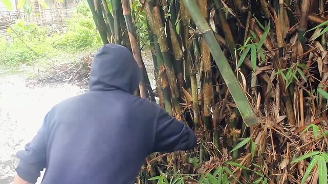 unrecognizable people, adult men cutting down bamboo trees using sickles or machetes on rainy days.