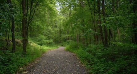 Fototapeta premium Natural gravel pathway amid thick forest vibrant for outdoor journeys