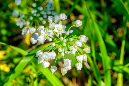 Allium neapolitanum, Neapolitanischer Lauch, Griechenland, Peloponnes 26007.jpg