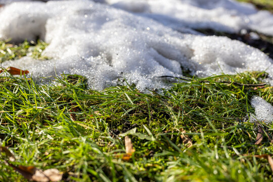 Melting snow on green grass with moss in daylight, seasonal thaw and copy space