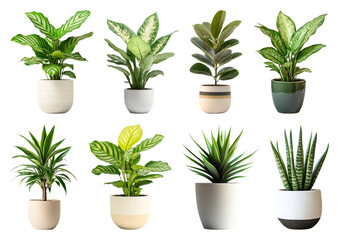 Obraz premium PNG Vibrant potted plants collection on transparent background