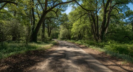 Obraz premium A peaceful image of a muddy road surrounded by stately tall trees