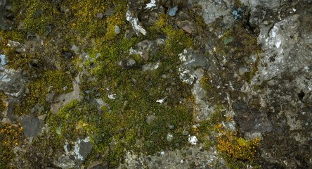 Obraz premium Detailed portrayal of spreading green moss on uneven weathered gray stone