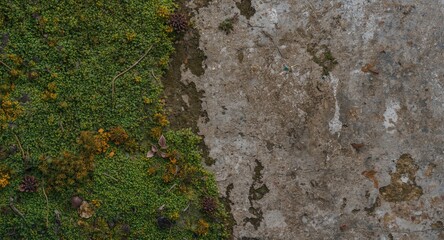 close detail of moss textures and plant patches on an aged concrete background copy space