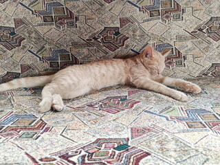 Cute ginger tabby kitten sleeping on a patterned sofa. Domestic pet resting at home © writerfantast