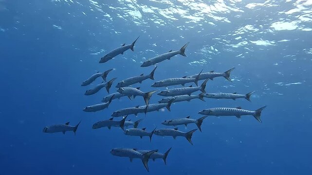 School of Barracuda Swimming Together Beneath Sunlit Blue Ocean Surface