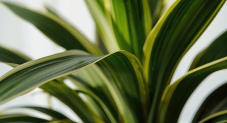 Obraz premium Close detail of Dracaena fragrans with minimal decor and text area