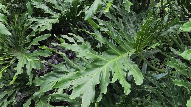 Decorative plants with vibrant colored leaves for home spaces. Ornamental plants with striking purple and green leaves. Beautiful, colorful plants for enhancing garden aesthetics. 