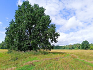 Obraz premium Large solitary oak tree in a field under blue sky. Summer rural landscape