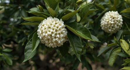 Citrus trees at harvest showing clusters of white flowers and verdant green leaves
