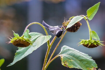  black-capped chickadee © Bugu