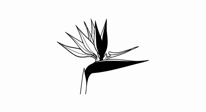 Black and white line drawing of a Strelitzia flower, or Bird of Paradise