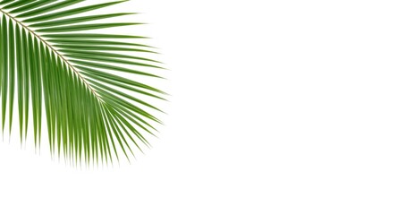 Obraz premium Bright white backdrop with isolated tropical palm and coconut leaf arrangement