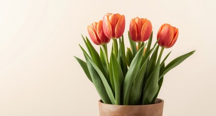Obraz premium Bright tulip blooms in a stylish pot showing copy space