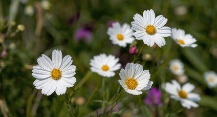 Fototapeta premium Beautiful white cosmos flowers blooming vibrantly in a summer garden setting