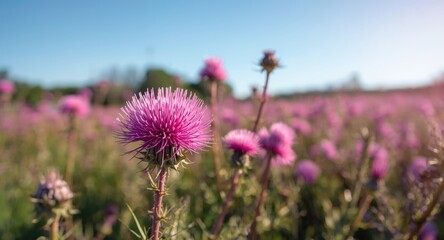 Fototapeta premium Pink blessed milk thistle flowers blooming in a sunny herbal field