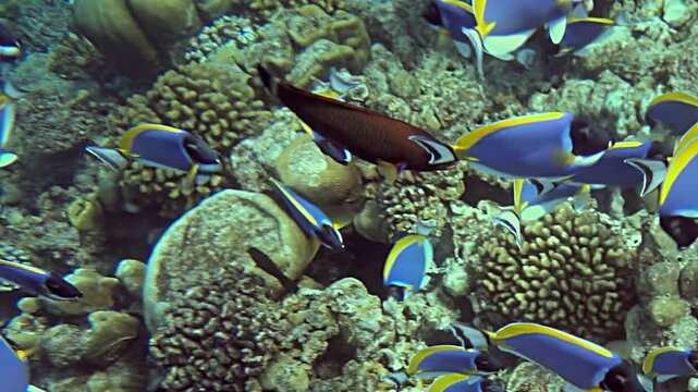 Witness the stunning movement of palette surgeonfish gliding gracefully among coral formations. These vibrant creatures display their colors while navigating the enchanting underwater world.