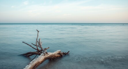 Fototapeta premium Calm sea view featuring driftwood and serene coastal atmosphere