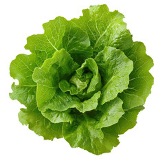 A crisp head of lettuce on a transparent background
