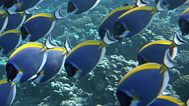 Beneath the waves, a school of vibrant palette surgeonfish dances among colorful corals. Their striking blue and yellow colors shimmer as they move, creating a captivating spectacle of marine life.