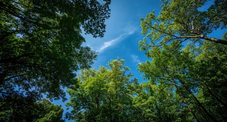 Fototapeta premium Copy space area beneath blue sky and dense forest leaf canopy
