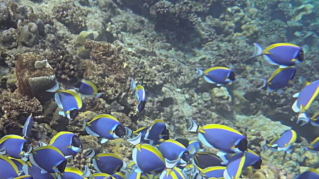 Witness the captivating dance of palette surgeonfish as they glide through vibrant coral reefs, showcasing their brilliant colors and unique movements in mesmerizing slow motion captured underwater.