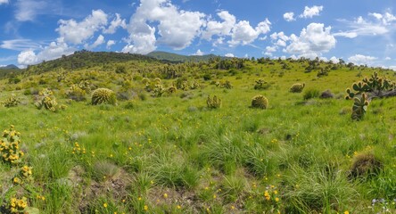 Fototapeta premium A natural panorama of a cactus habitat encircled by dense green grass and meadow patches under a bright sky
