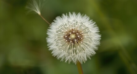 Dandelion&acirc;&euro;&trade;s white seeds carried by fresh springtime wind