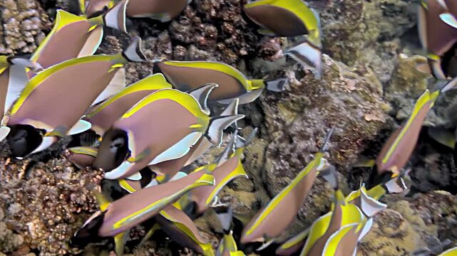 Bright palette surgeonfish dance gracefully through colorful coral gardens, showcasing their striking patterns and playful nature. Enjoy beauty of these marine jewels in serene, slow-motion movements.