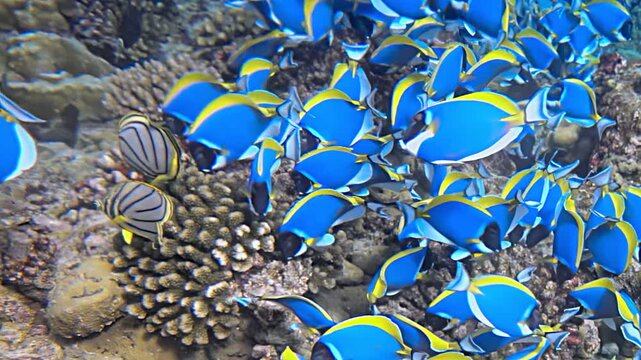 A vibrant school of Palette Surgeonfish Paracanthurus hepatus gracefully navigates a thriving coral reef.