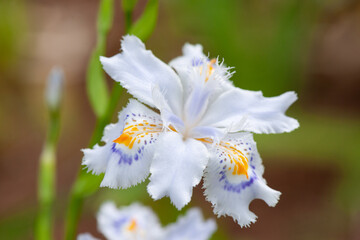 シャガの花 © tomiyama