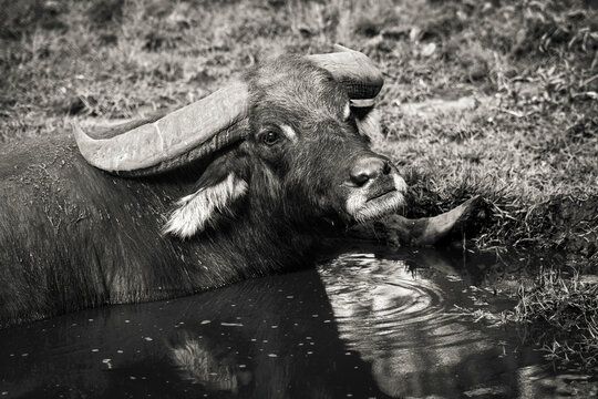 Buffle couch&eacute; dans un point d'eau