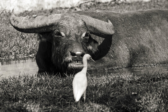 H&eacute;ron garde-b&oelig;ufs pos&eacute; devant un buffle couch&eacute; dans un point d'eau