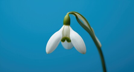 Close up of snowdrop flower isolated on smooth blue background