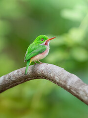Martin pescador en una rama © Luciano