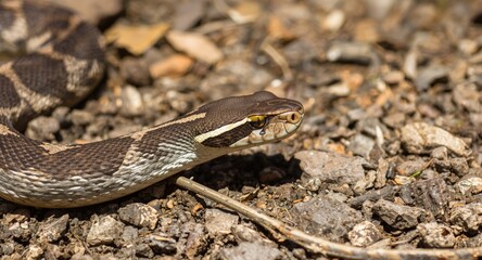 Fototapeta premium Eastern brown snake in bright sunlight showing its distinctive markings