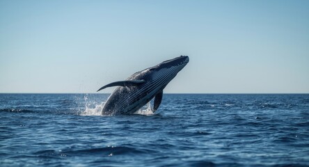 A happy whale jumping from glimmering sea under a clear sky
