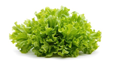 Obraz premium Crisp baby cos lettuce with bright green leaves on white background