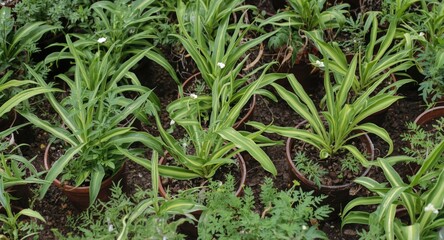 Obraz premium Collection of lush greenery in brown ceramic pots