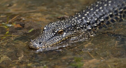 Obraz premium Close view of an Asian water monitor navigating shallow river waters
