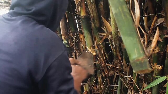 unrecognizable people, adult men cutting down bamboo trees using saw on rainy days.