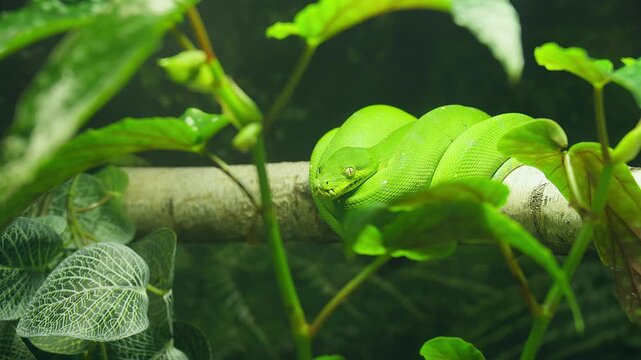 Close-up footage of a green snake perched on a branch.