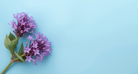 Fototapeta premium Elegant purple crepe myrtle flowers with copyspace on clear blue background