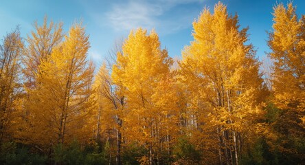 Fototapeta premium Deciduous larch trees with rich gold foliage beneath a crisp clear sky in autumn