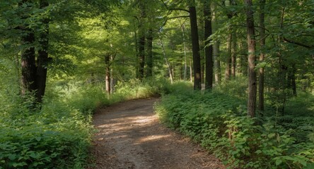 Fototapeta premium Peaceful path bending through dense woodland with tall trees and bright green shrubs