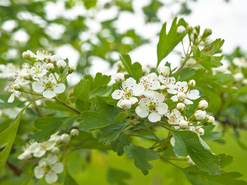 White hawthorn flowers in spring, selective focus on a green bokeh background - crateagus laevigata 