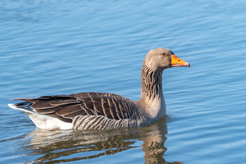 Gray goose glides calmly across serene blue water. Its orange beak contrasts with soft gray plumage. Feather patterns show subtle stripes across its back