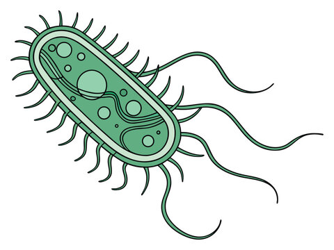 Realistic microscopic green bacterium, vector scientific diagram showing cell wall, cytoplasm, and flagella, high-detail biology illustration, white background.