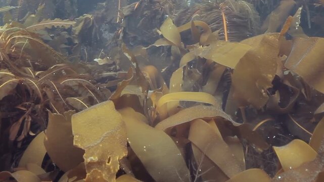 Sunlight filters through the swaying kelp forest in the cool waters of Monterey Bay, California. Gentle currents create mesmerizing movements of the underwater flora.