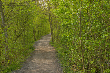 Obraz premium hiking trail in a lush green spring forest in Bourgoyen nature reserve, Ghent, Flanders, Belgium
